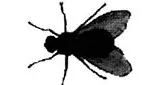 Logo da FlyFlew