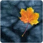 Logo da Nature Radio Rain