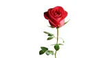 Logo da True Love Radio Sneh