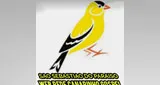 Logo da Web Rede Canarinho Gospel
